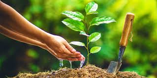 Plant Your Tree