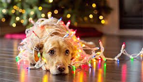 7 Tips to Enjoy the Holidays
